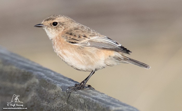 Siberian Stonechat