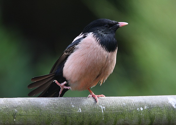 Rose-coloured Starling