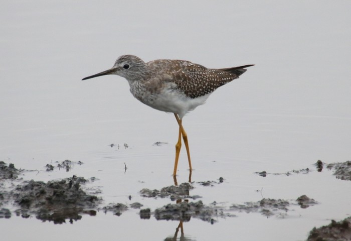 Lesser Yellowlegs