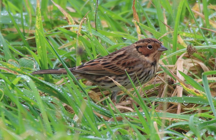 Little Bunting