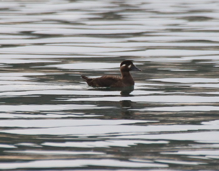 Surf Scoter
