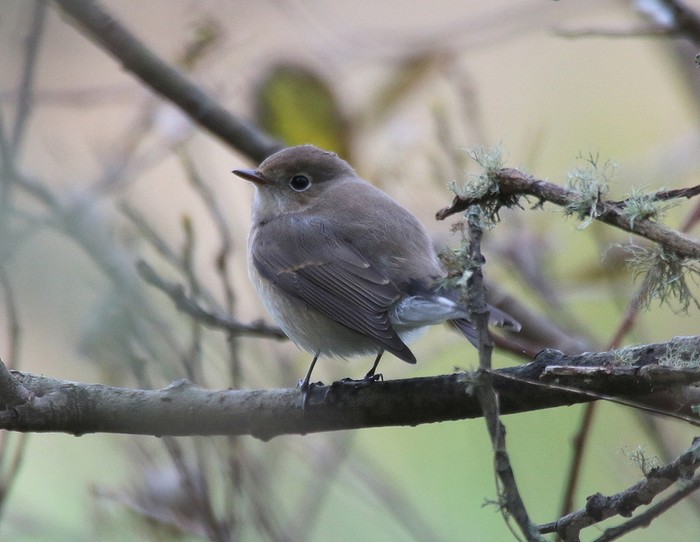 Red-breasted Flycatcher