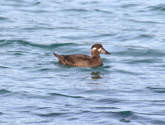 Surf Scoter