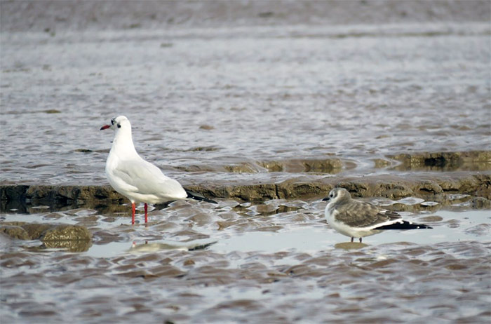 Sabine's Gull