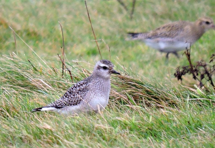American Golden Plover