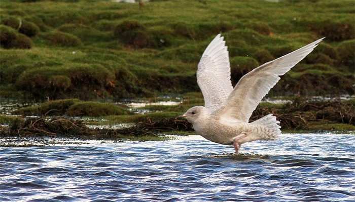 iceland gull