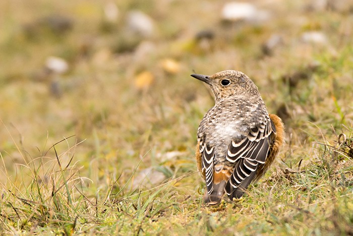 Rock Thrush