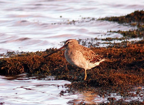 Long-billed Dowitcher