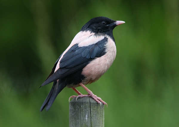 Rose-coloured Starling