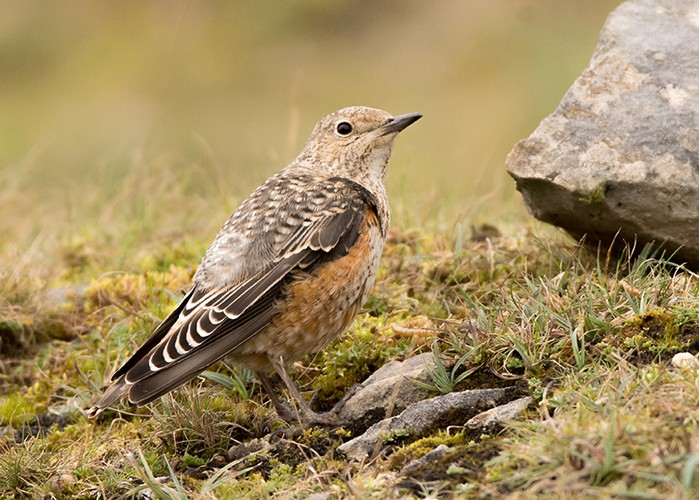 Rock Thrush