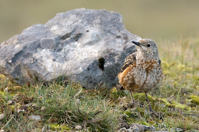 Rock Thrush