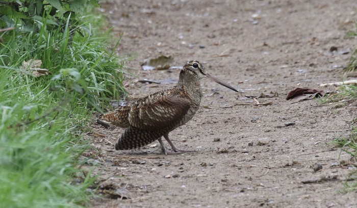 Woodcock