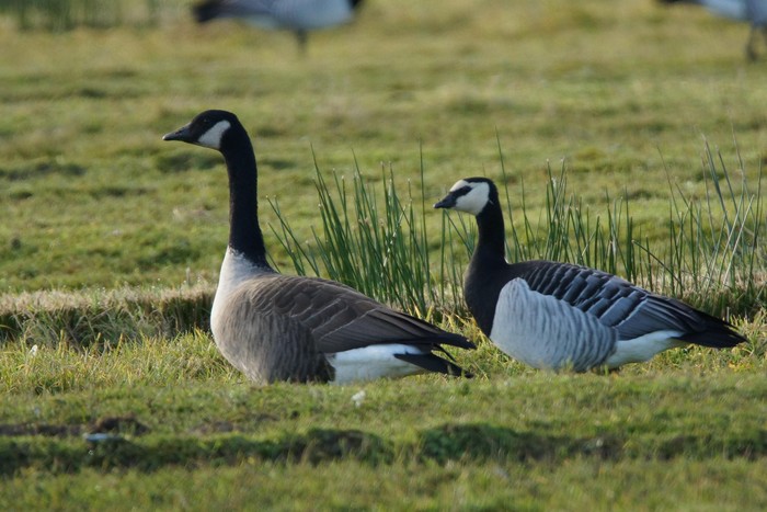 Todd's Canada Goose
