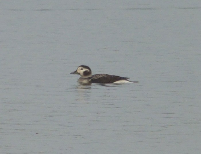 Long-tailed Duck