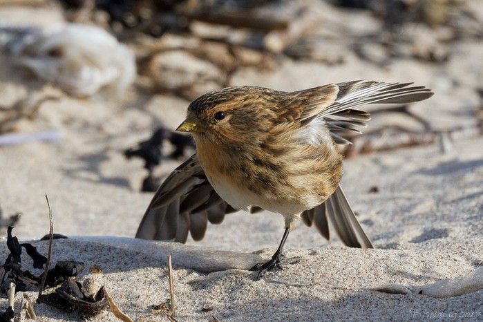 Twite