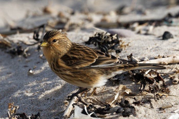 Twite