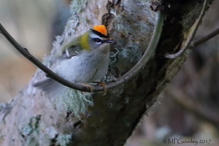 Firecrest