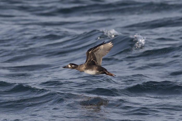 Surf Scoter