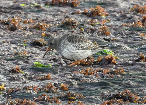 Purple Sandpiper