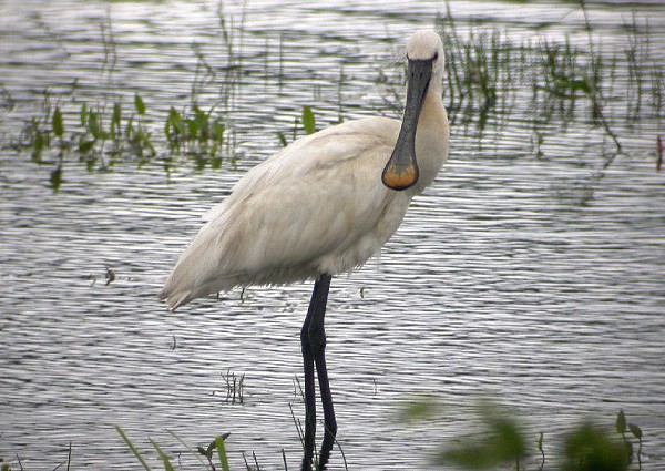 Spoonbill