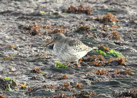 Purple Sandpiper