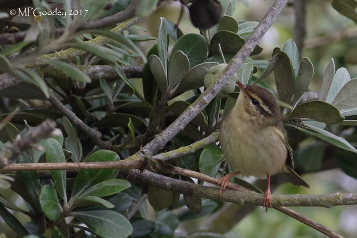 Radde's Warbler
