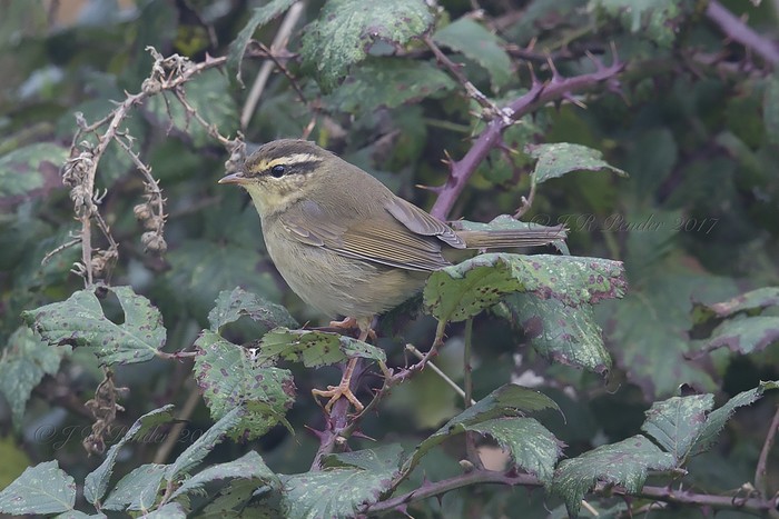 Radde's Warbler