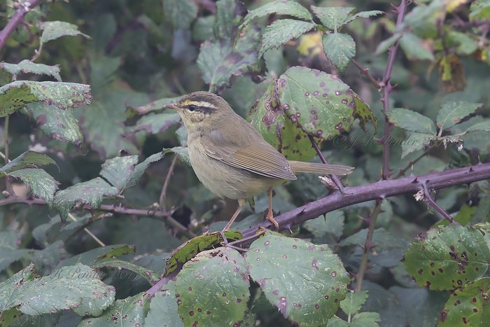 Radde's Warbler