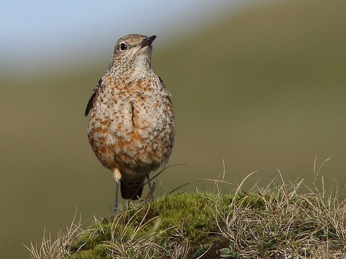 Rock Thrush