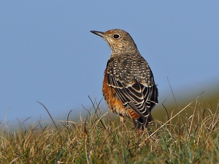 Rock Thrush