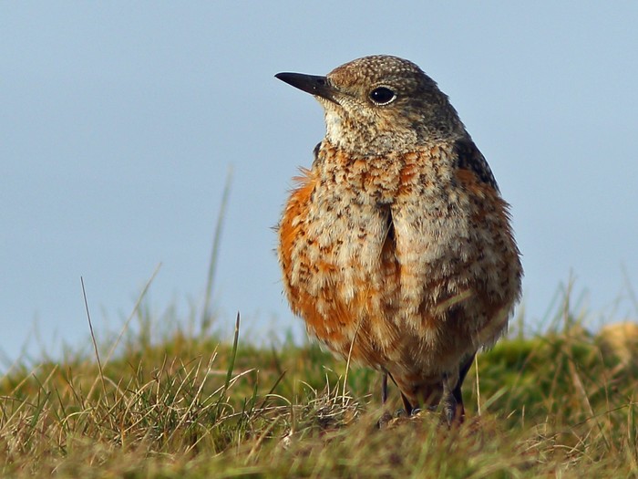 Rock Thrush