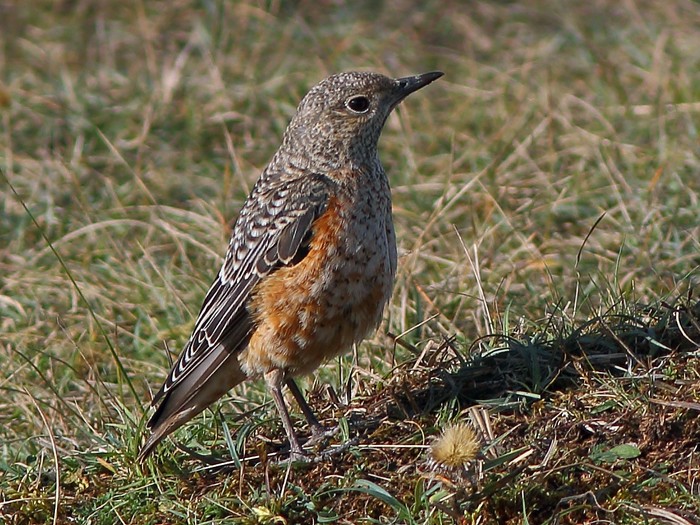 Rock Thrush