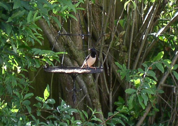 Rose-coloured Starling