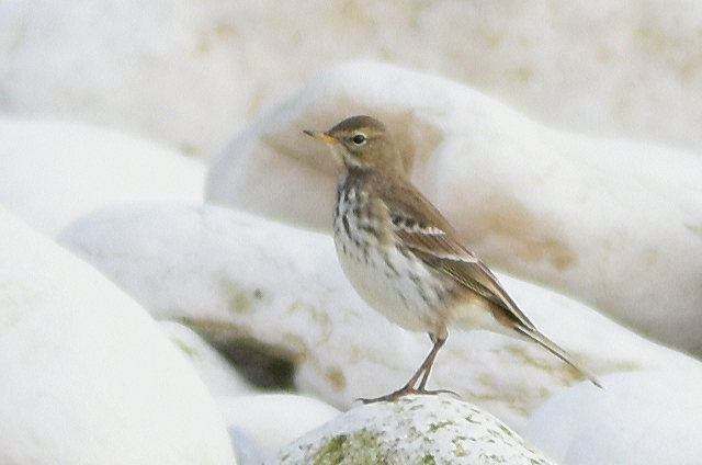 Water Pipit