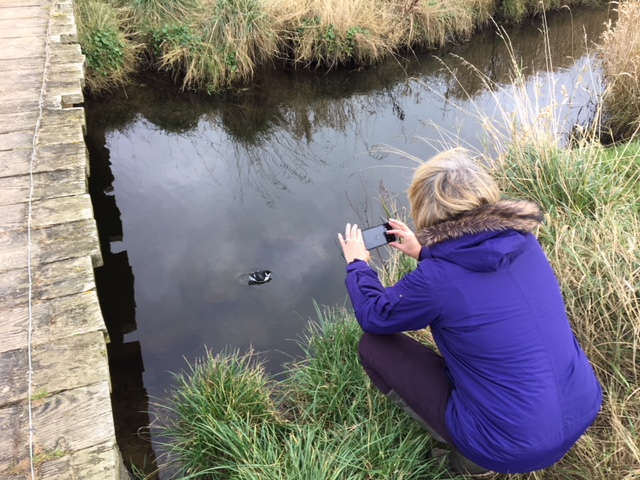 Little Auk