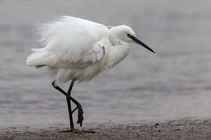 Little Egret