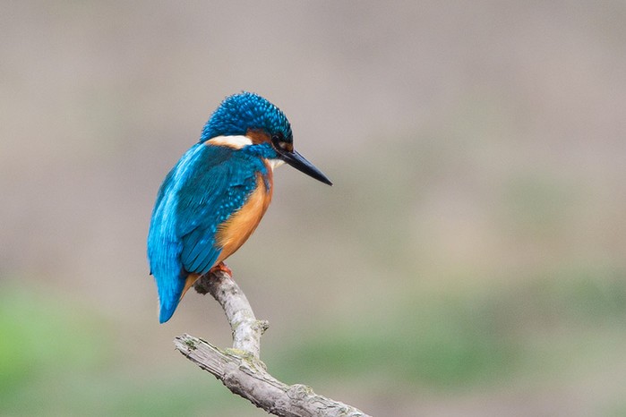 Kingfisher