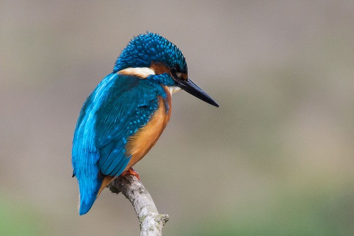Kingfisher