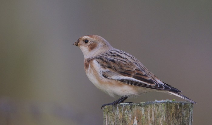 Snow Bunting