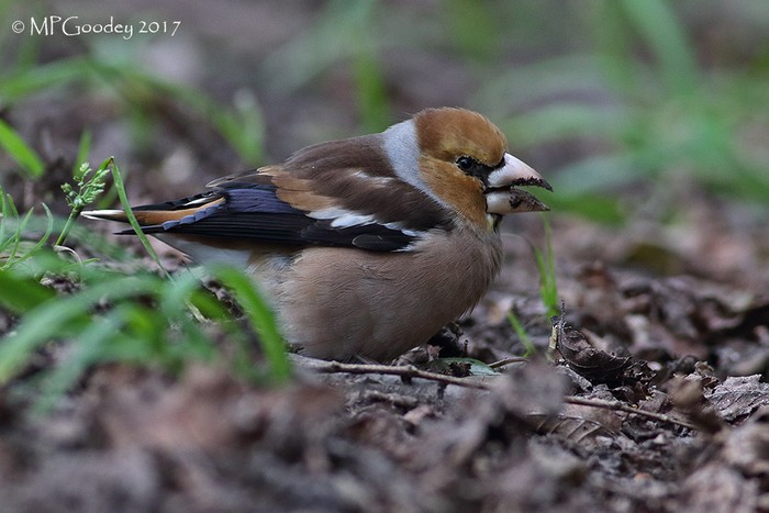 Hawfinch