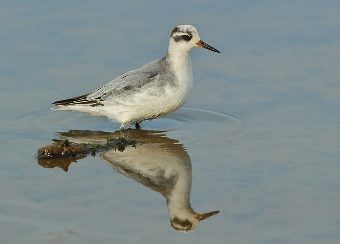 Grey Phalarope