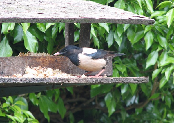 Rose-coloured Starling