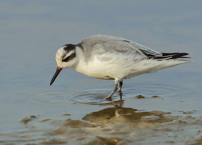 Grey Phalarope