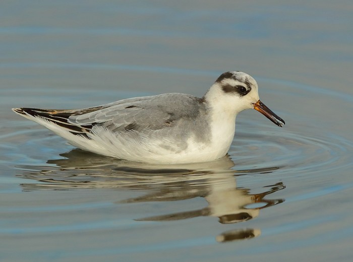 Grey Phalarope
