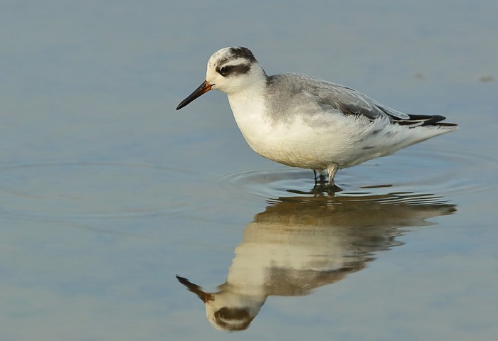Grey Phalarope