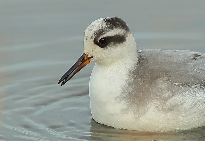 Grey Phalarope