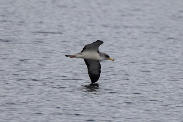 Cory's Shearwater