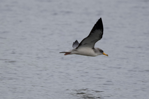 Cory's Shearwater