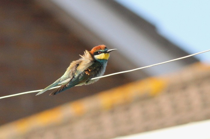 Bee-eater