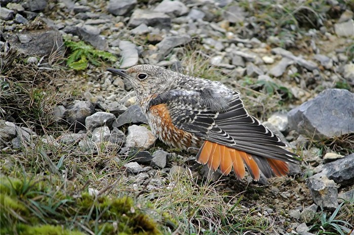 Rock Thrush